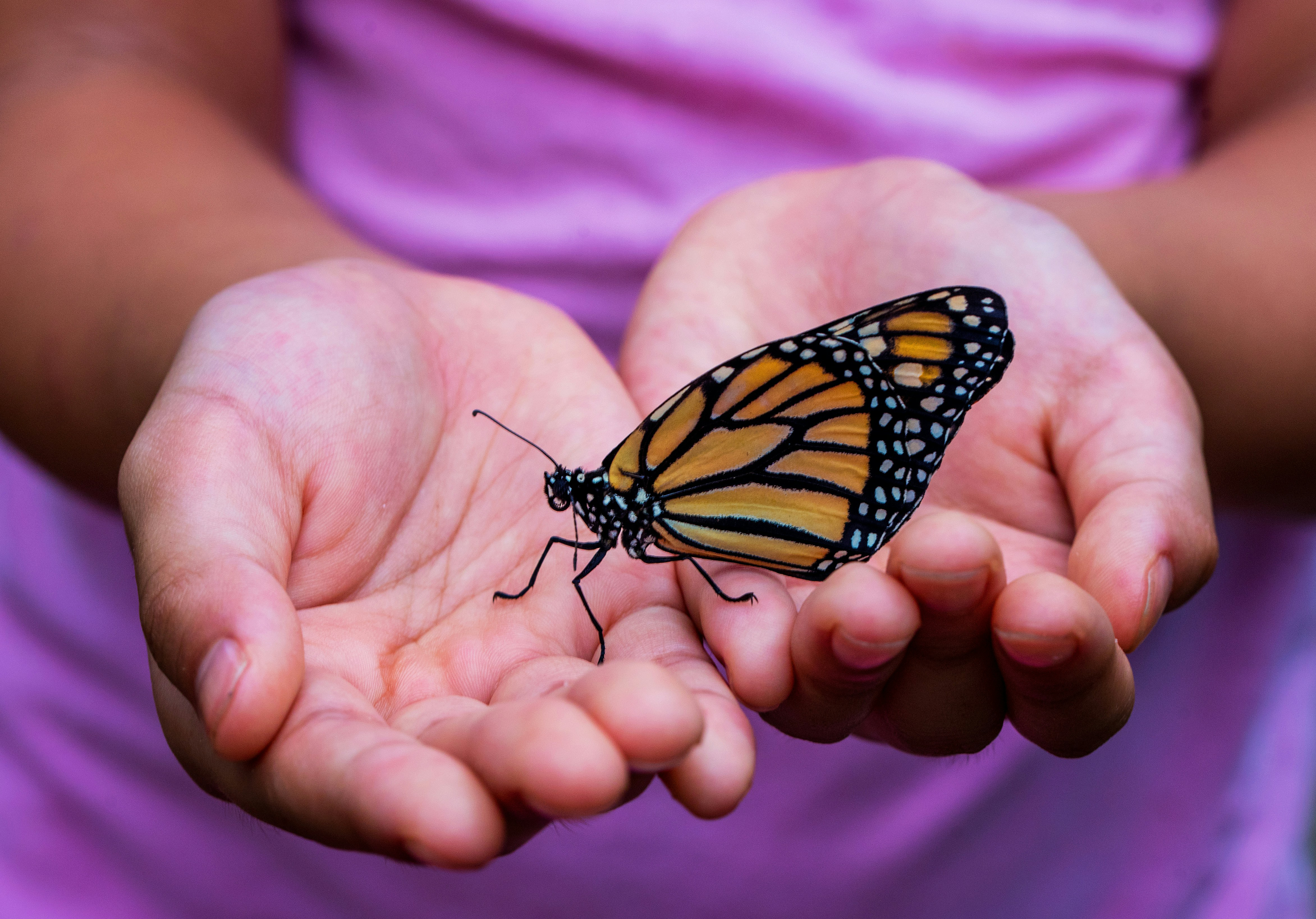 Schmetterling